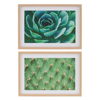 Imagen de Cuadro Cactus Impreso en Lámina de Papel 2 x 69 x 49 cm 